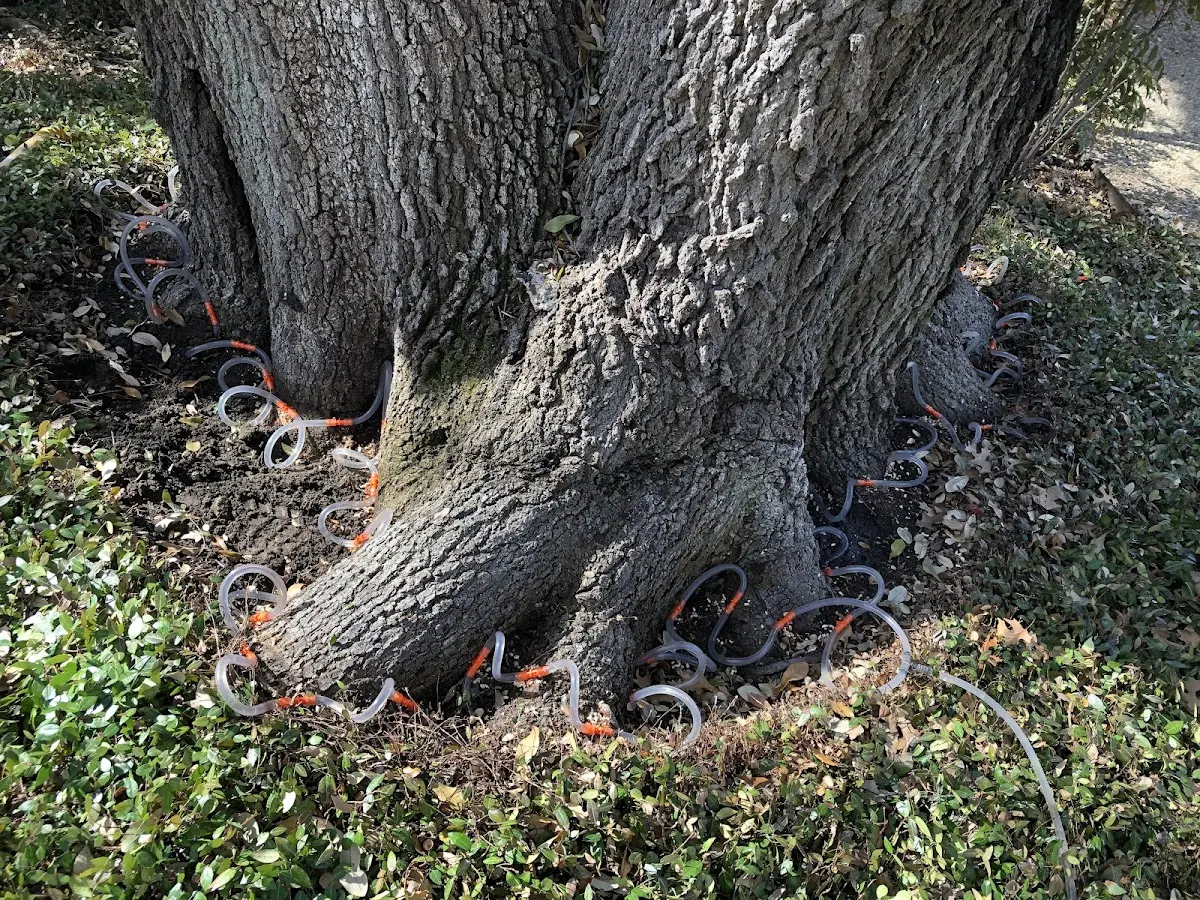 Detailed Tree Cabling and Bracing job site in Tahoe Vista