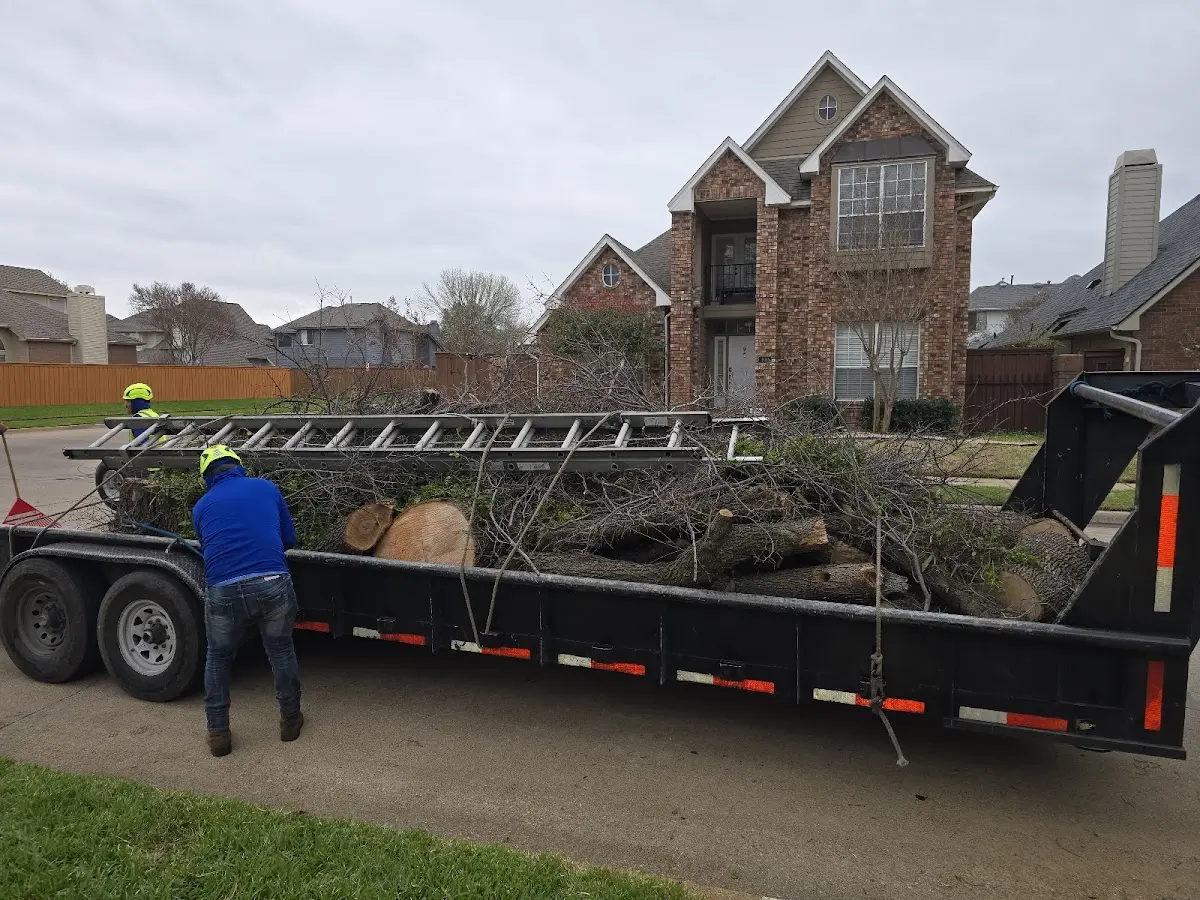 Expert Tree Pest Control with proper safety equipment in Tahoe Vista